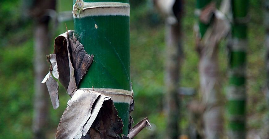 Producción de bambú en el Perú