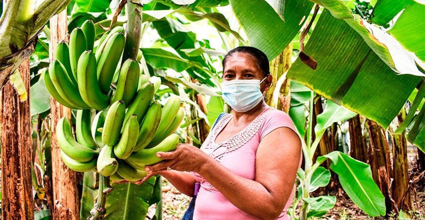 producción de banano orgánico Perú