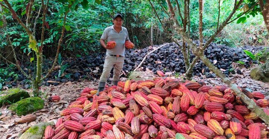 Cacao libre de deforestación entre los mejores del Perú