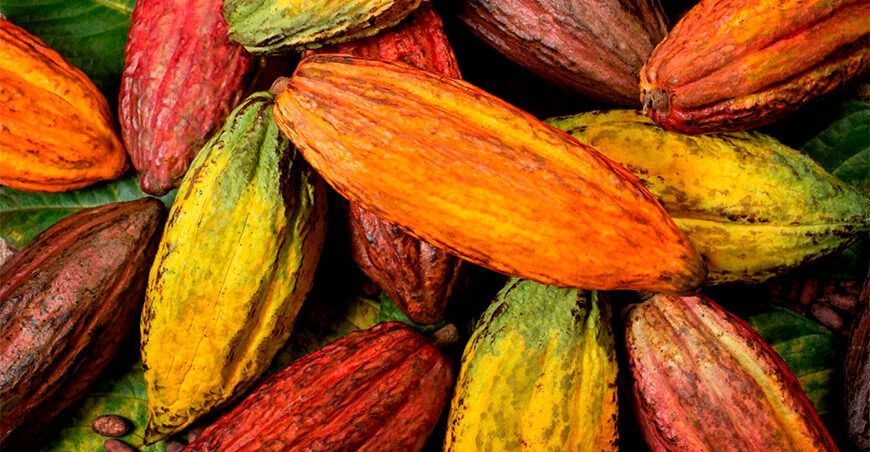 producción de cultivo de cacao
