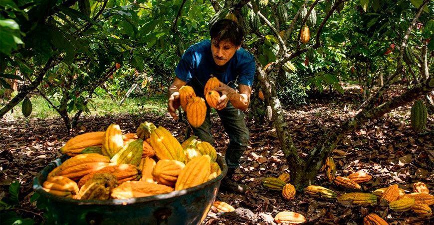 producción de cacao Perú