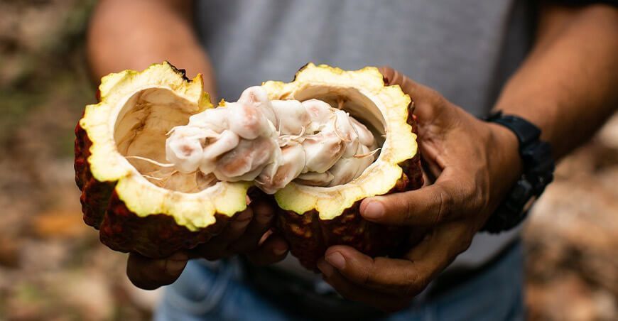 producción de cacao Perú