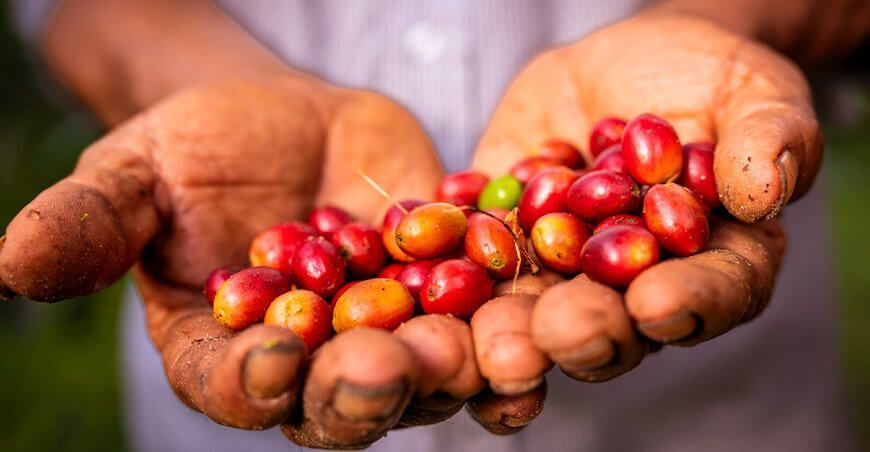 Iniciativa “Asómbrate” paga a los caficultores por capturar carbono café peruano