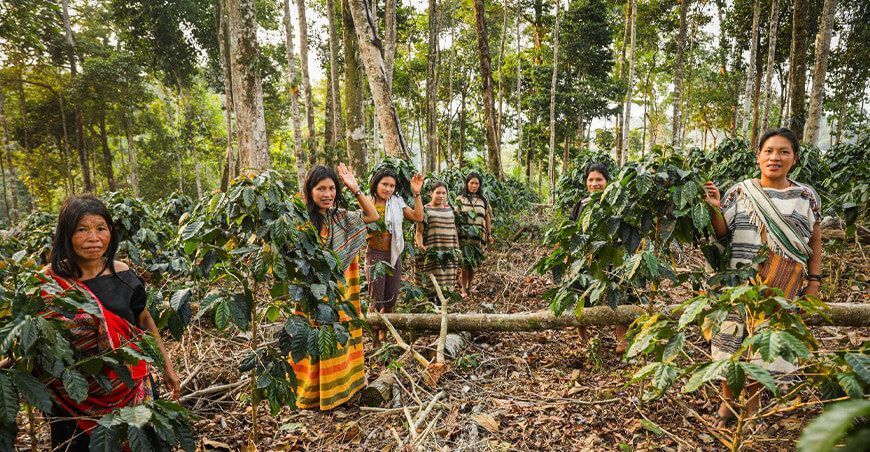 producción de café bajo sombra productores comunidad nativa Junín Perú