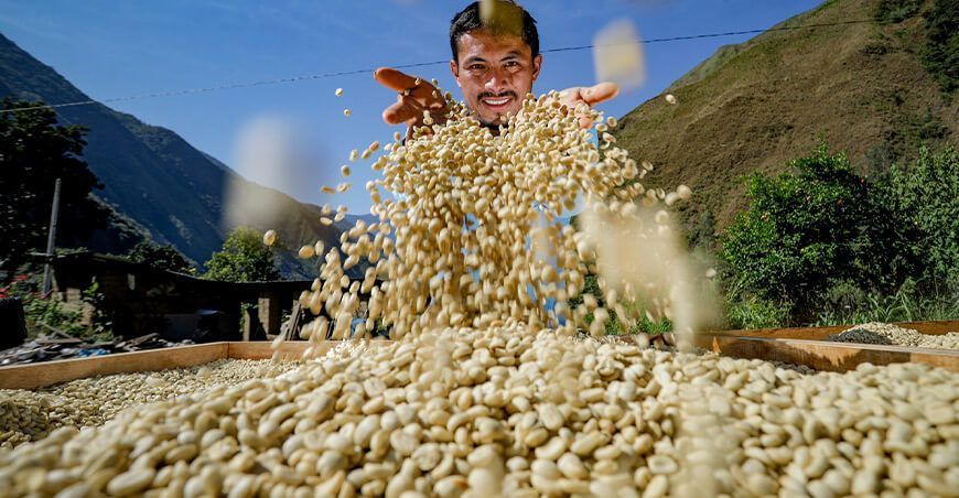 producción café verde sin tostar Perú