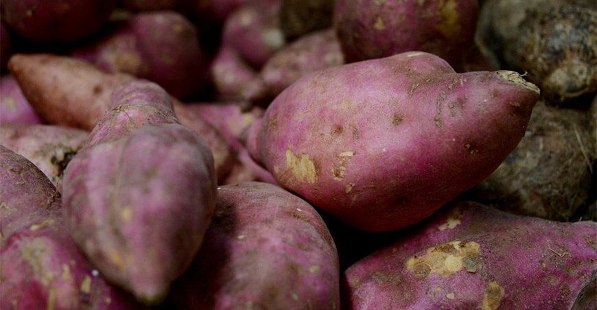 producción de camote Perú