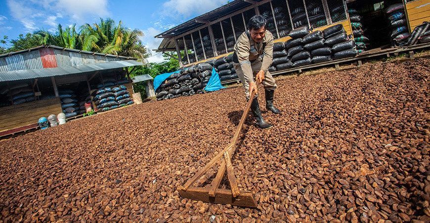 producción castaña Perú