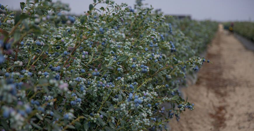 producción de cultivos de arándanos Perú