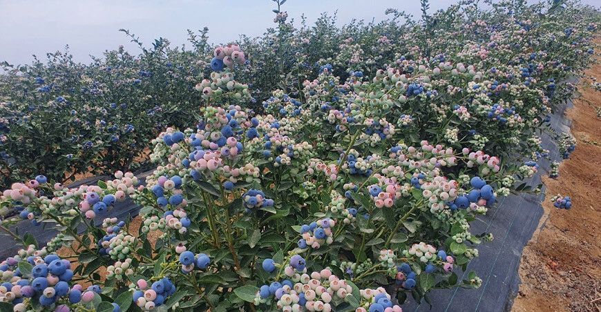 producción de cultivo de arándanos Perú