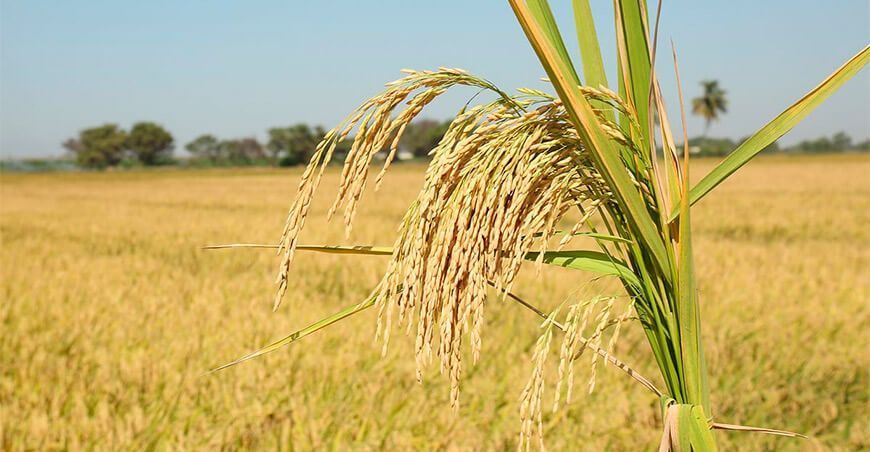 producción de cultivo de arroz Perú
