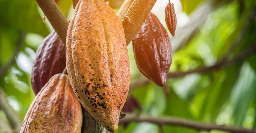 producción cultivo cacao Perú