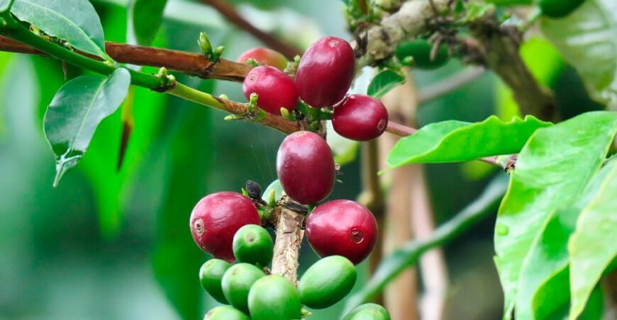 producción cultivo café Perú
