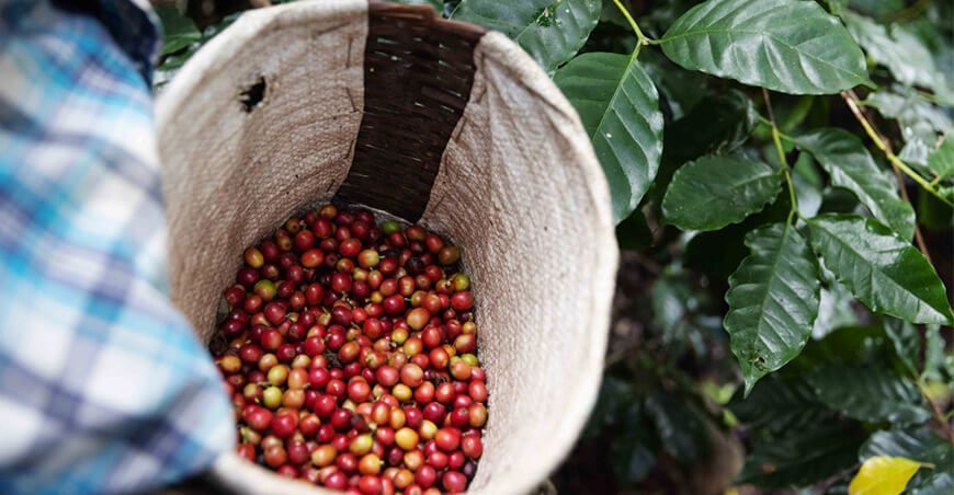 producción cultivo de café Perú