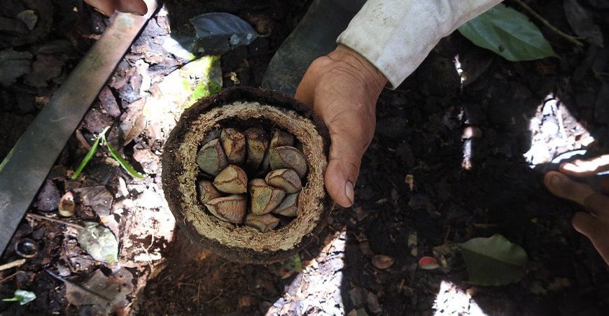 producción de cultivo de castaña Madre de Dios Perú