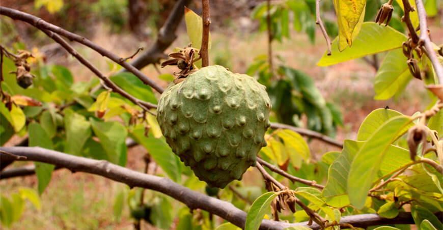 producción de cultivo de chirimoya Perú
