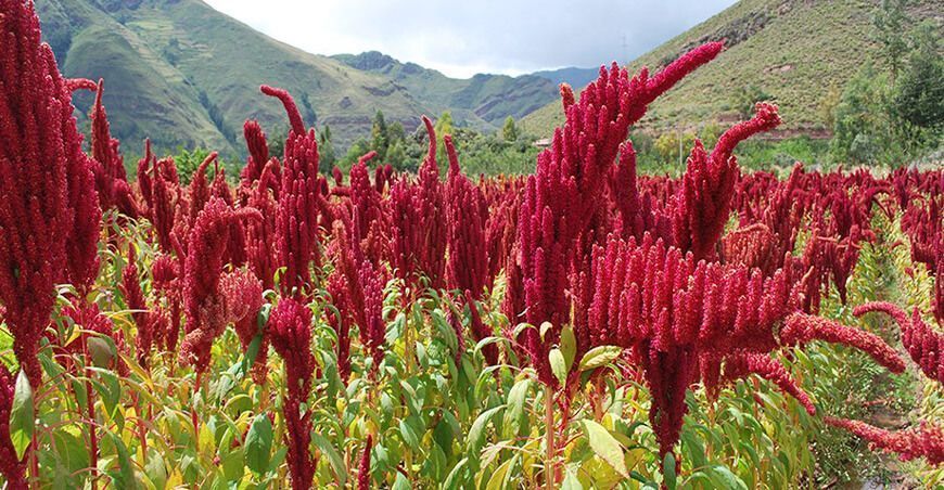 producción cultivo kiwicha Perú