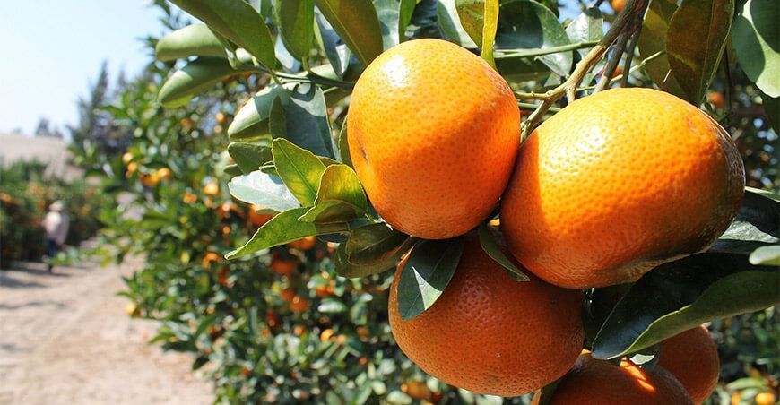 producción de cultivo de mandarina Perú