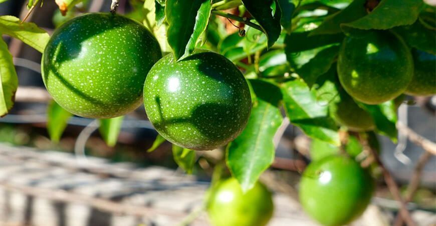 producción de cultivo de maracuyá Ancash Perú