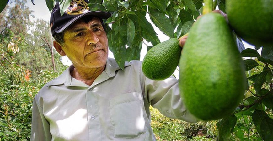 producción de cultivo de palta Ayacucho