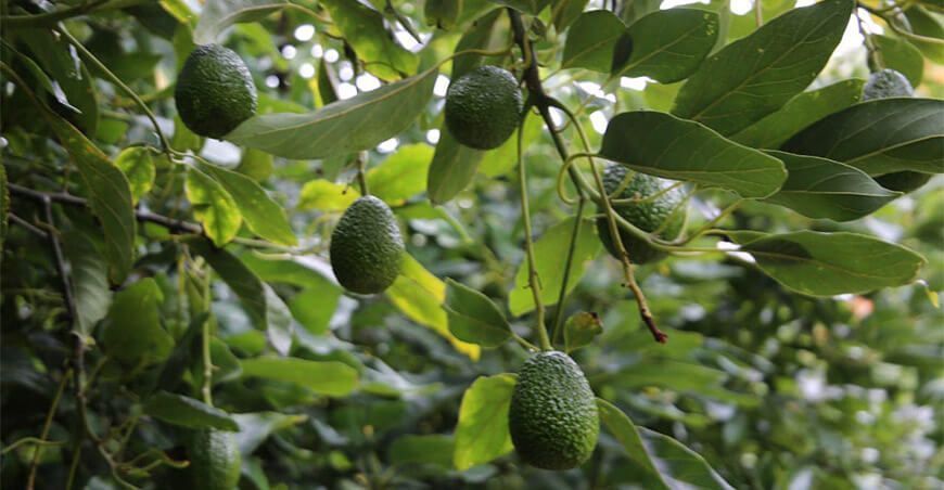 producción de cultivo de palta Hass Perú