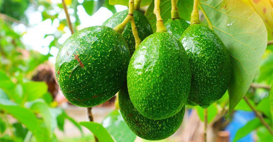 producción de palta Perú