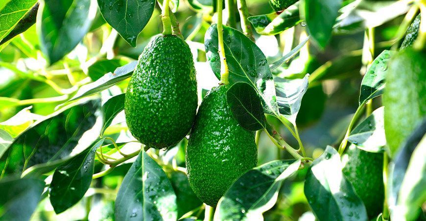 producción de cultivo de palta Perú