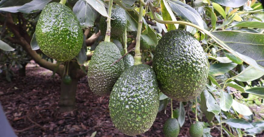 producción de cultivo de palta Perú