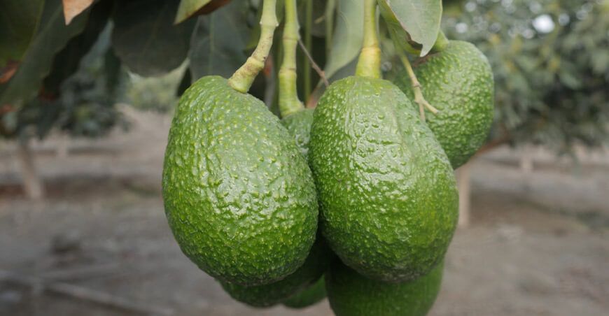 producción del cultivo de palta en el Valle Nepeña