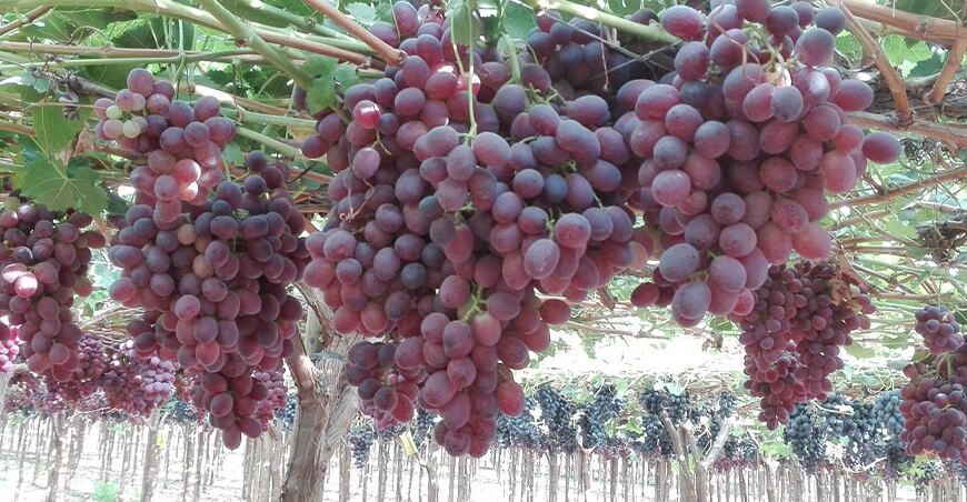 cultivo de uva Perú
