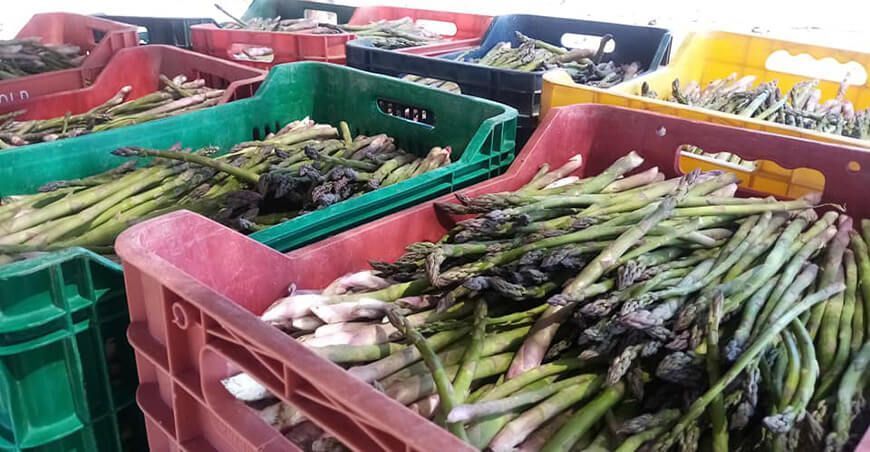 producción espárragos Perú