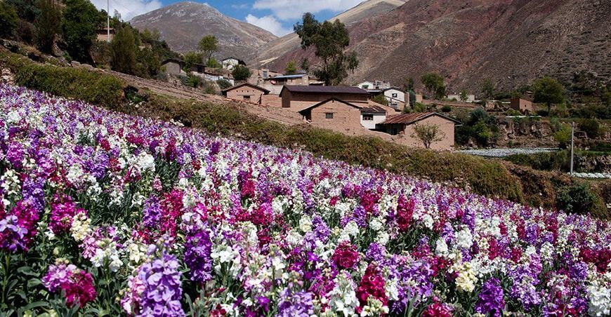 producción de flores floricultura en Perú
