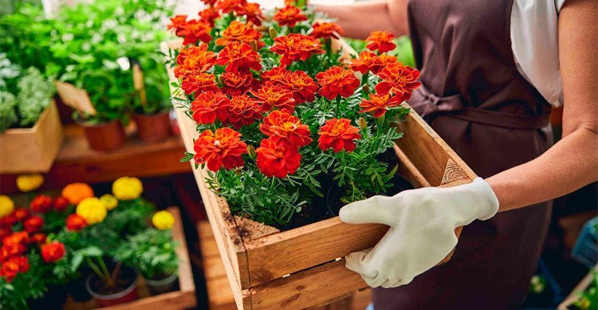 Inacal establece estándares para la producción de flores y plantas ornamentales