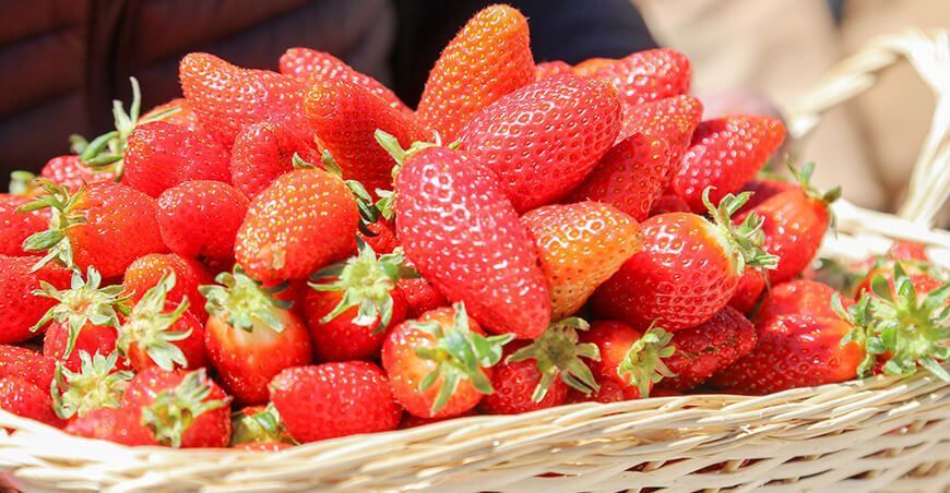 producción de fresas Perú