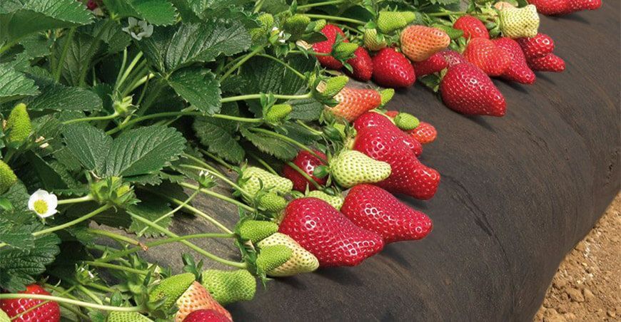 producción de fresas Perú