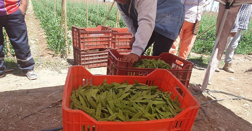Impulsan cultivo de holantao con fines de exportación Arequipa Perú
