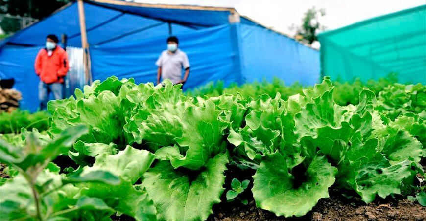 producción de hortalizas de lechuga en Cajamarca Perú