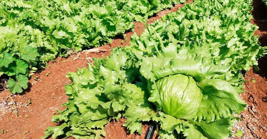 producción de lechugas hortalizas Perú