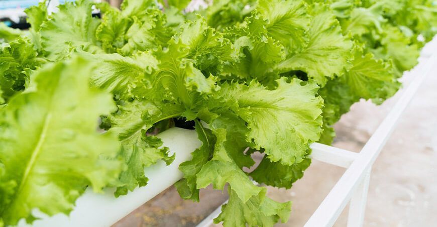 Instalarán módulos hidropónicos para producción de hortalizas en 9 regiones del sur