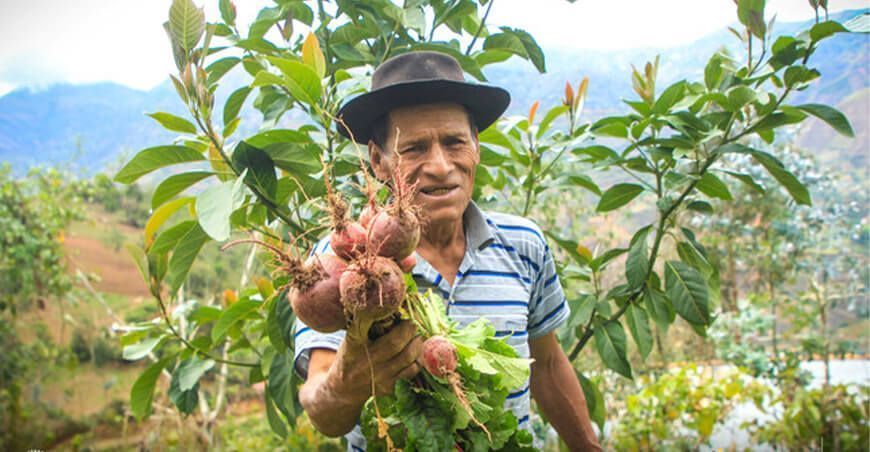Umari busca ser el mayor productor de hortalizas en Huánuco