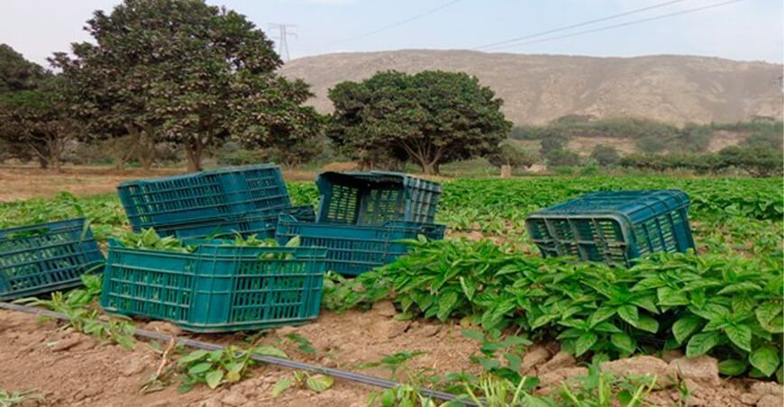 producción hortalizas Cooperativa Agraria Valle Chillón
