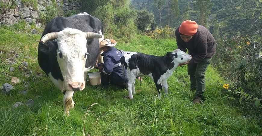 producción de leche ganadería lechera Apurímac Perú
