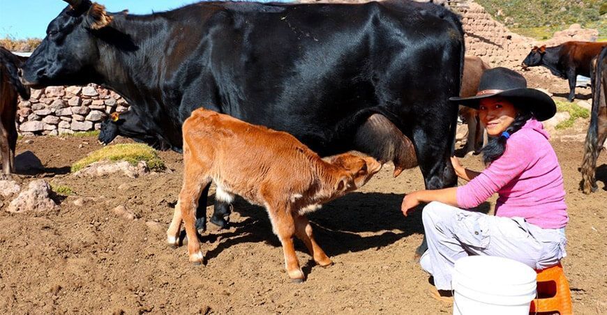 ganaderos lecheros producción de leche Perú