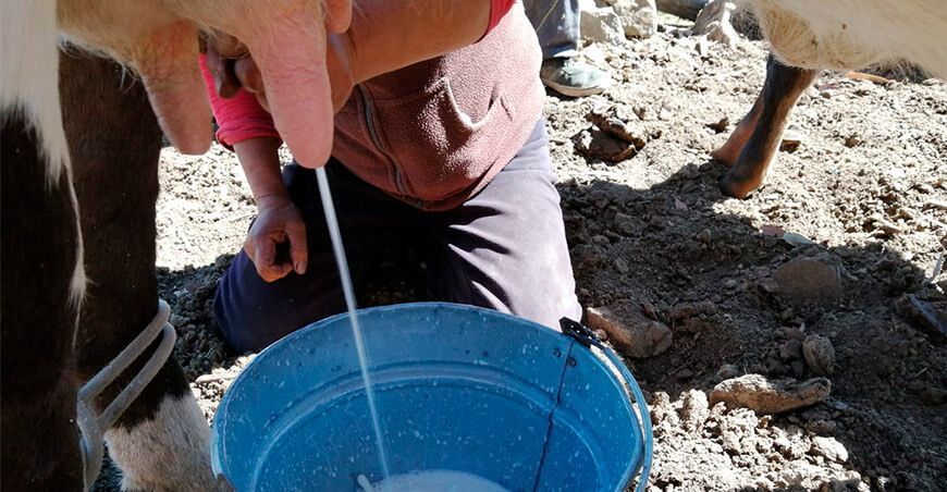 ganaderos lecheros producción de leche Perú