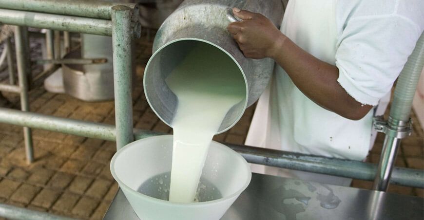 producción de leche Perú