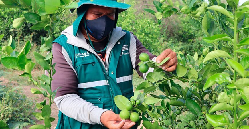 producción limón Piura Senasa