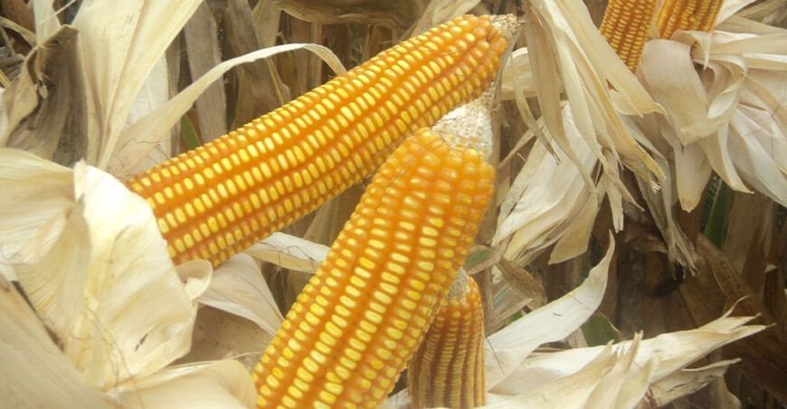 Producción de maíz amarillo duro Perú