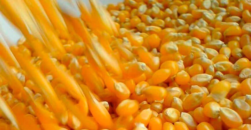 producción de maíz amarillo duro