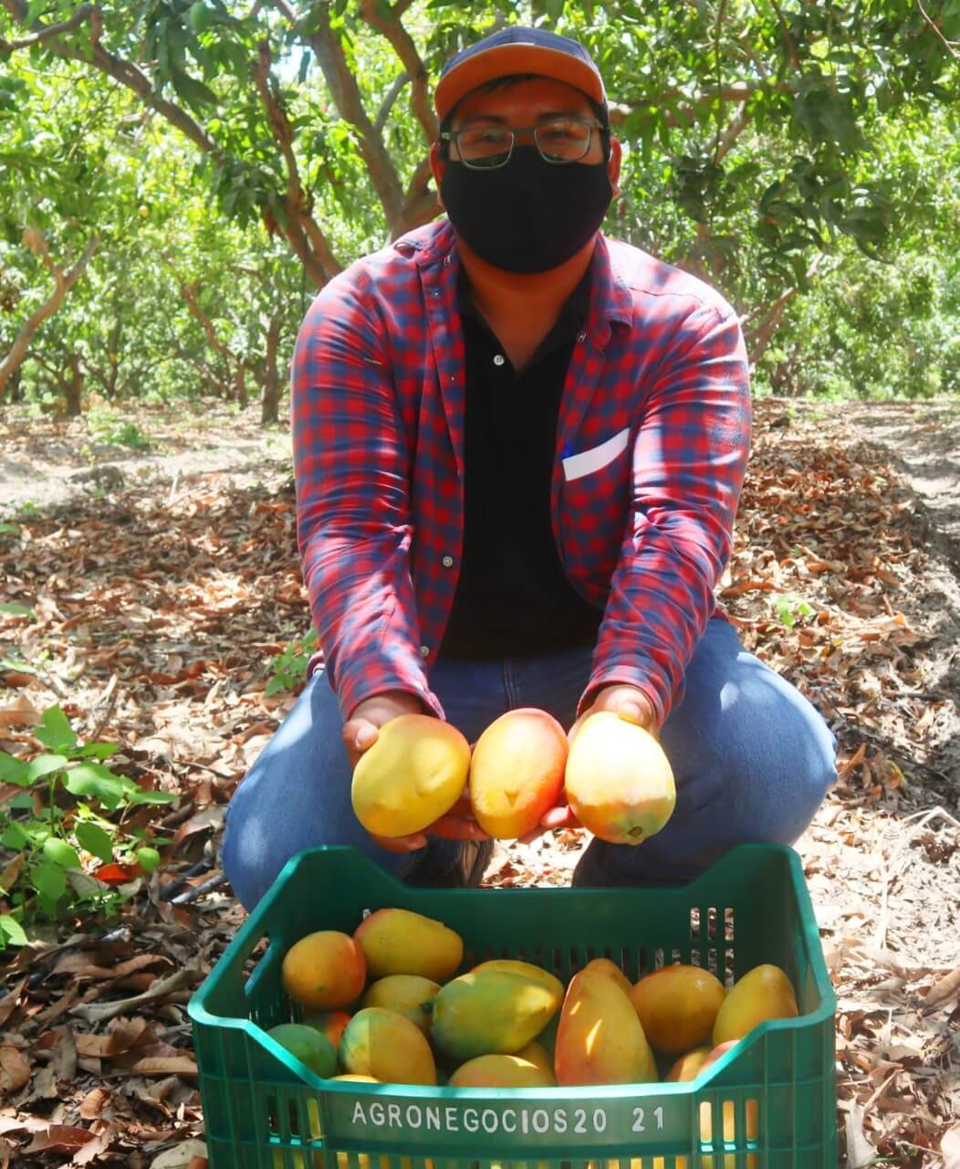 producción de mango libres demoscas de la fruta Senasa Piura