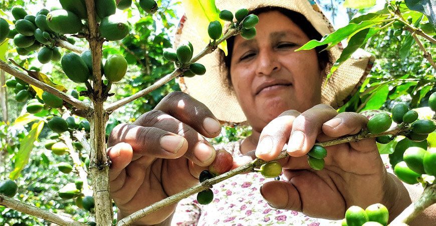 productora de café orgánico producción orgánica Senasa Perú