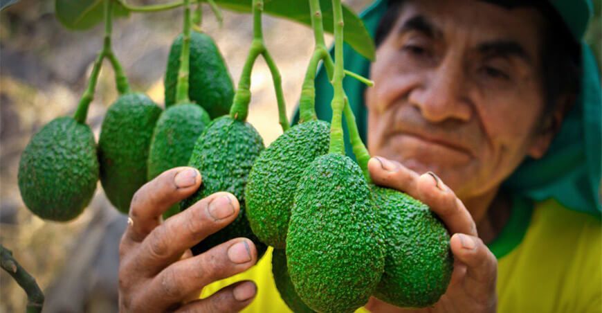 producción de palta Hass Perú